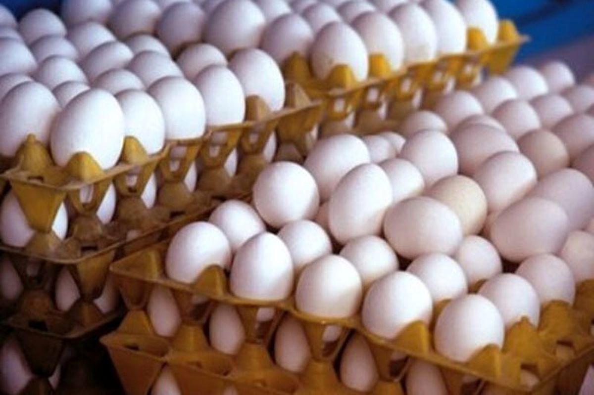 قیمت جدید تخم مرغ تعیین شد
