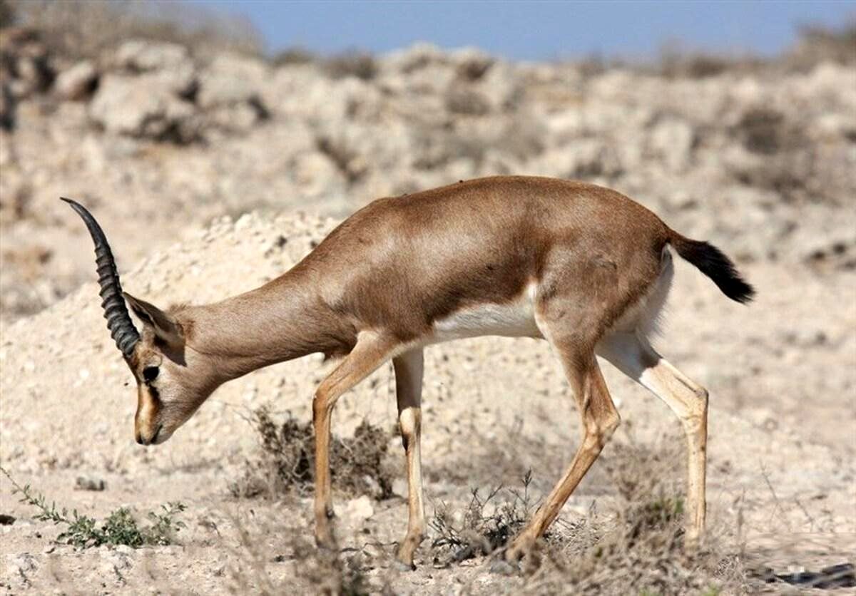  آهوی تک شاخ شگفت‌انگیز در جزیره هرمز!