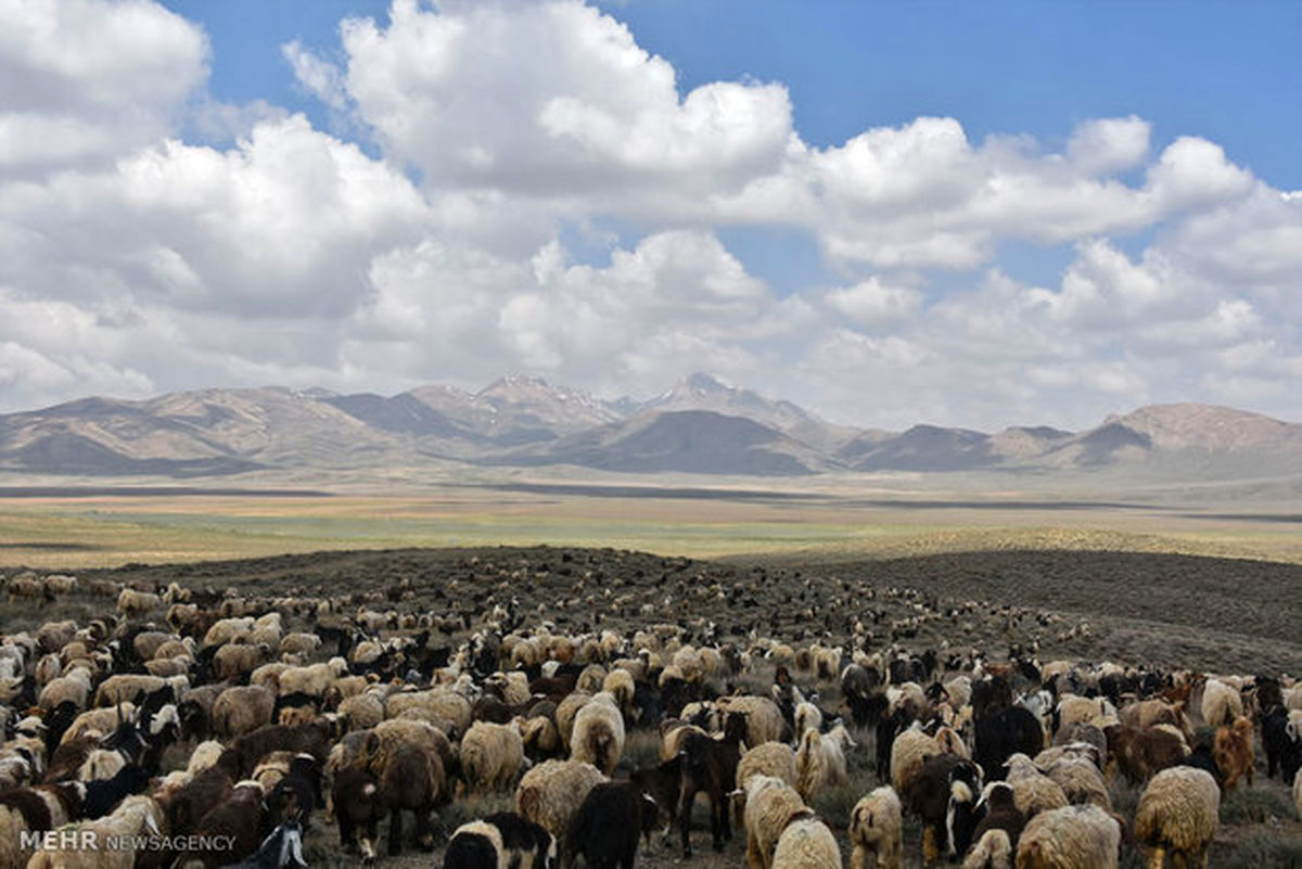 ساماندهی چرای دام در عرصه های طبیعی سرخه آغاز شد