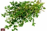 خواص آویشن برای سلامت و درمان انوع بیماری ها