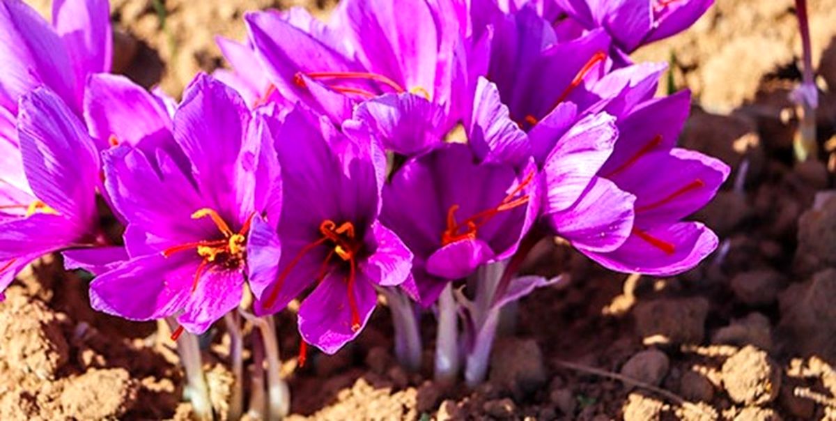 رشد ۱۵درصدی تولید طلای سرخ