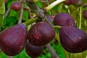 ارزآوری صادرات انجیر ایران به بیش از 45 میلیون دلار رسید