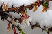 مبارزه با پدیده سرمازدگی محصولات باغی با دستگاه اتوپلار