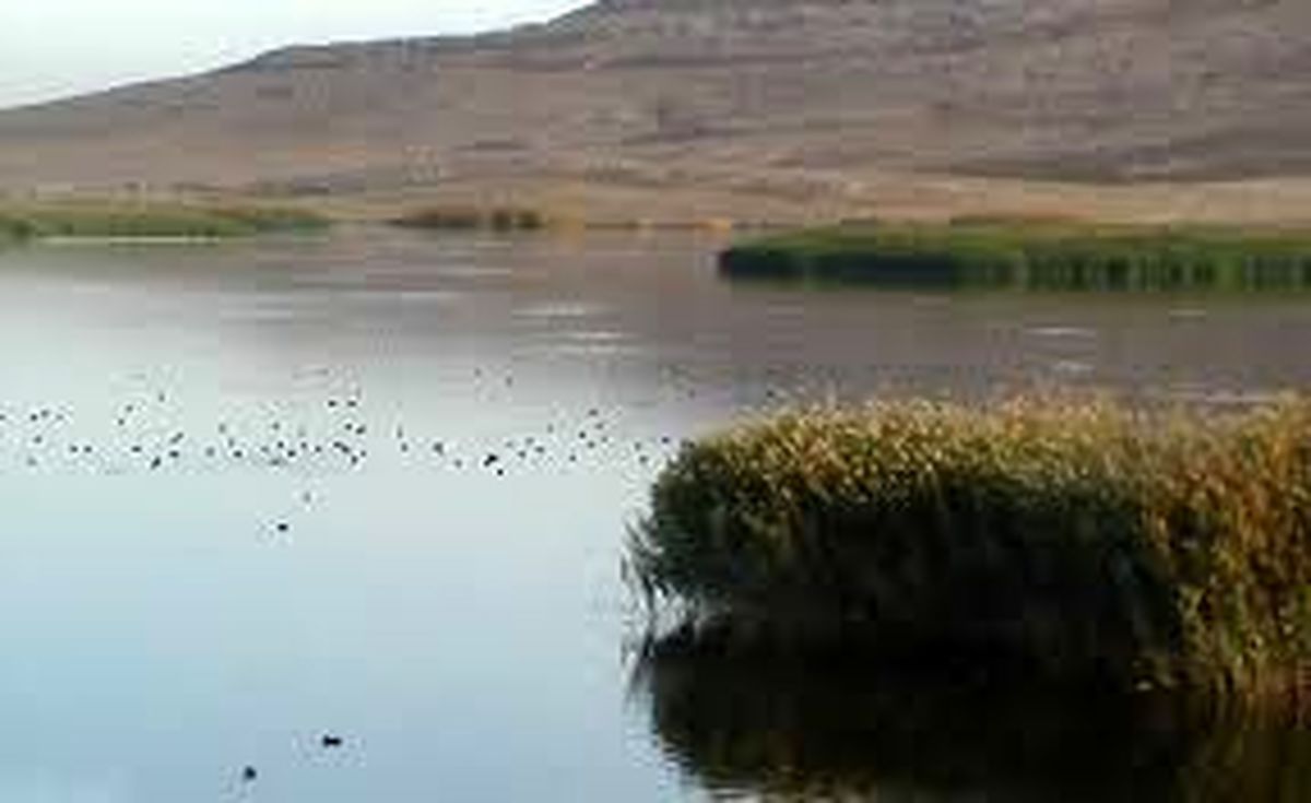 جازموریان جان دوباره گرفت
