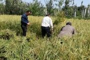 جلوگیری از ممنوعیت کشت برنج با روش خشکه کاری