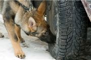 سگ ها بهترین بمب یاب ها!