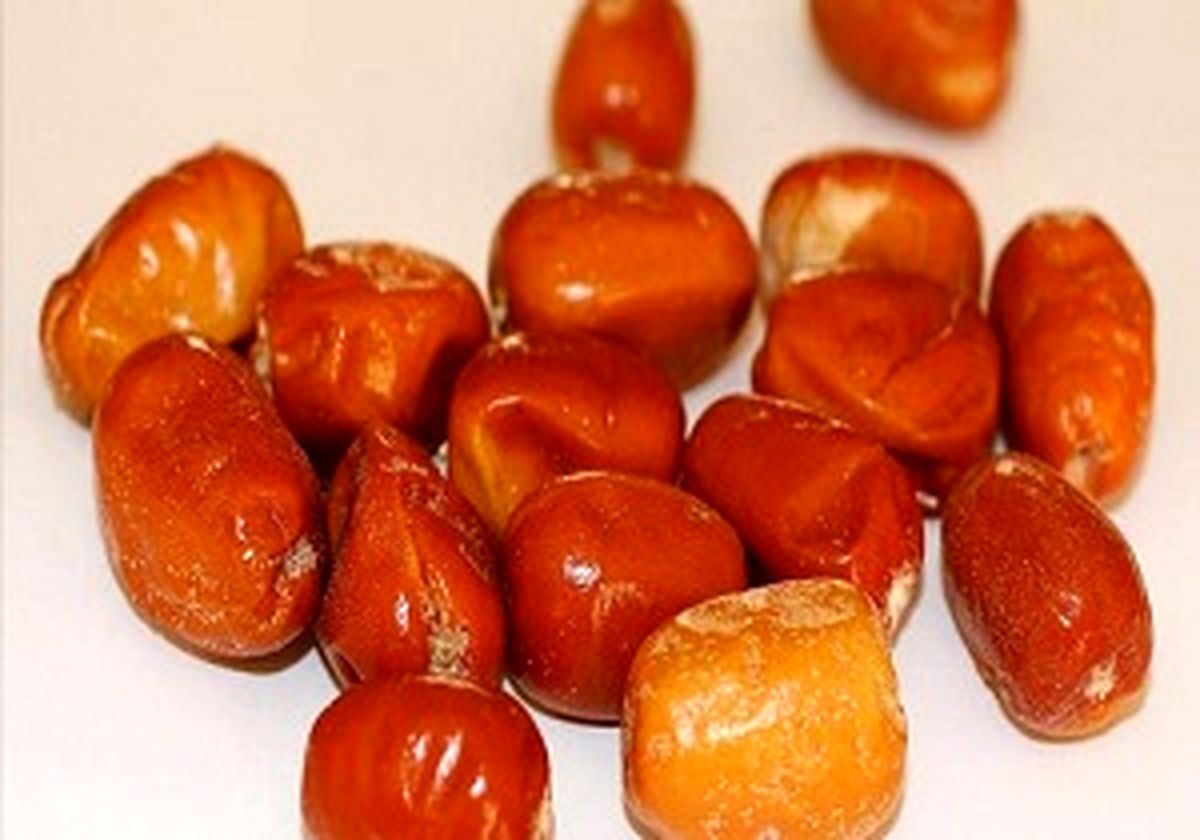 سنجد تلخ؛ فواید، عوارض و تداخلات دارویی