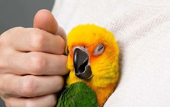 روش‌های کنار آمدن با غم از دست دادن حیوان خانگی