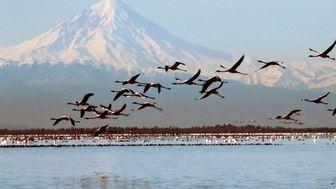 دلیل افزایش تعداد پرندگان مهاجر در تالاب بزنگان مشخص شد
