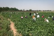 برداشت لوبیا از مزارع تهران/ گزارش تصویری