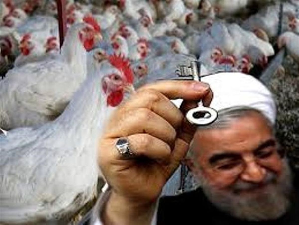 بی تدبیری دولت در قول 10 روزه به مرغداران