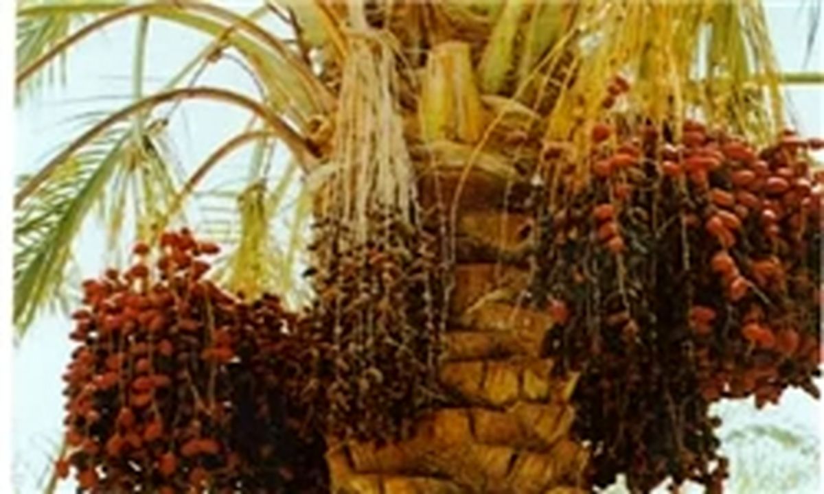 چین و چروک گرما برتن خرماهای کرمان
