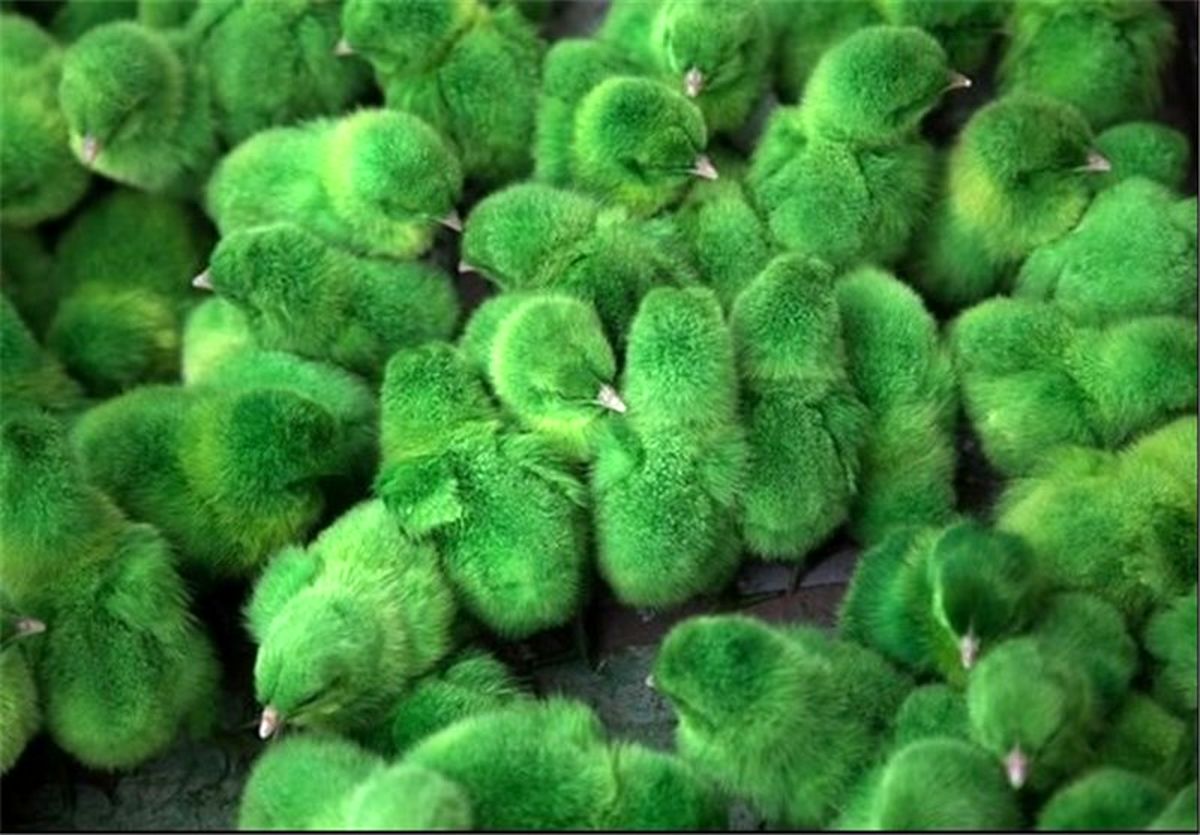 طرح بیمه اجباری جوجه یک روزه در اردبیل اجرا می‌شود‌ 
