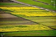 تصاویر زیبا از مزارع کلزا در مازندران