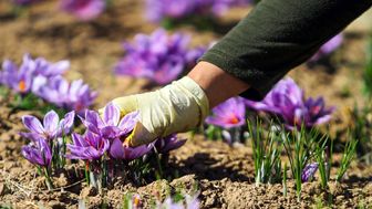اصلاح نرخ پایه گمرکی امری مهم در کنترل قاچاق زعفران

