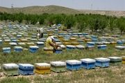 زنبور داران ماهنشانی سالانه ۱۳۷ هزار کیلوگرم عسل تولید می کنند