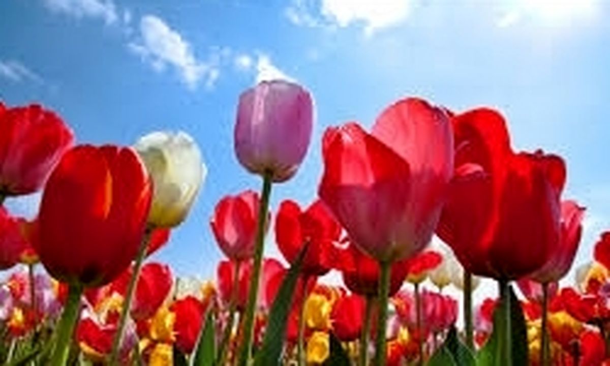 برگزاری جشنواره گل‌های لاله