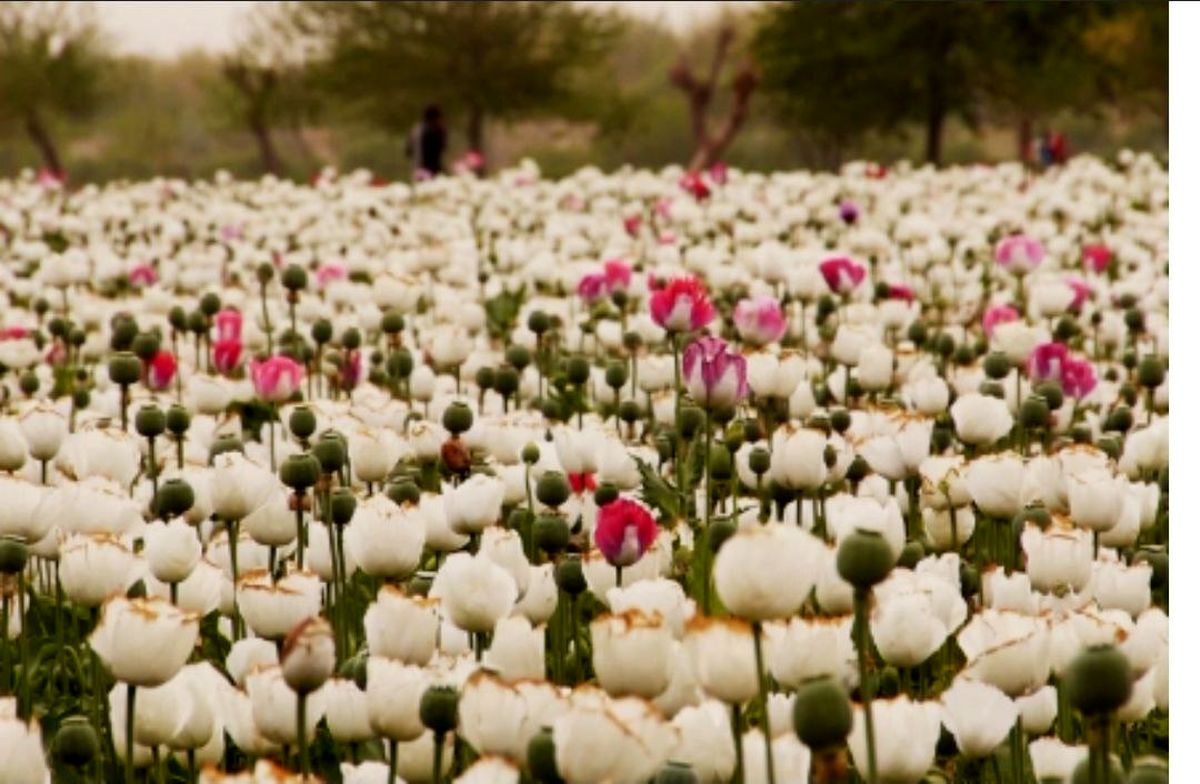 تاثیر موادمخدر بر آقای وزیر!