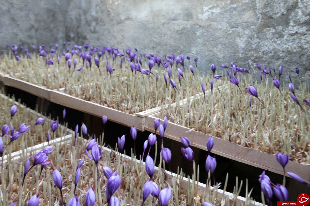 کاشت گلخانه ای محصول زعفران بدون خاک در بردسکن+تصاویر
