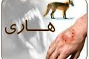 انجام 85 مورد واکسیناسیون برای کنترل بیماری هاری در قوچان