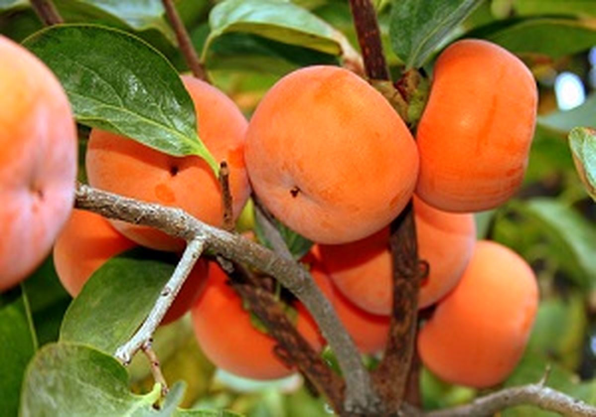 کم یاب شدن برخی میوه‌ها در آستانه شب یلدا