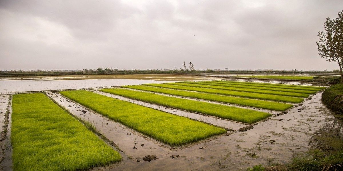 یکپارچگی اراضی با سنددار شدن زمین‌های کشاورزی محقق می‌شود
