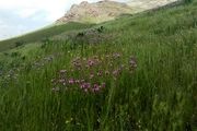 طبیعت زیبای منطقه حفاظت شده خانگرمز