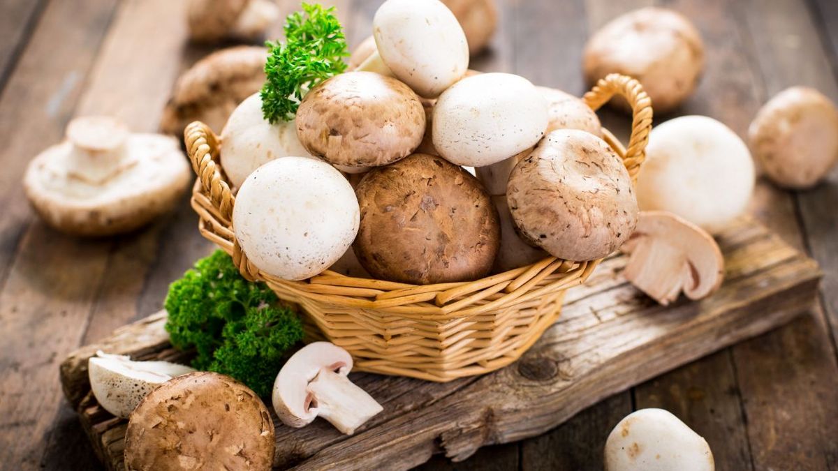 نرخ منطقی هر کیلو قارچ ۵۵ هزارتومان
