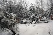 یک روز برفی در تهران و کرج/ گزارش تصویری