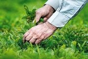 کمبودی در عرضه چای نداریم/ خبر خوش برای چایکاران
