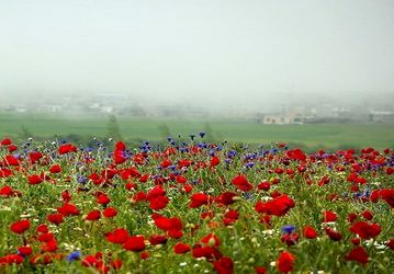 طبیعت