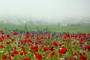 بهار را در اردبیل تجربه کنید/گزارش تصویری