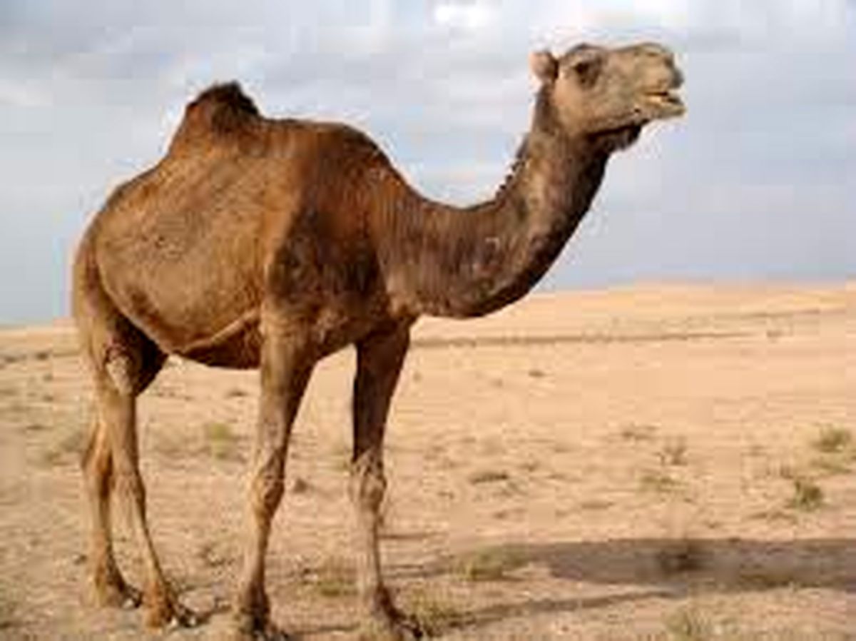 روش عجیب برای تمسخر وزیر بهداشت عربستان + فیلم