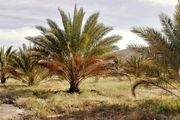 «زوال ناگهانی» و «سوختگی سیاه» نخلستان‌ها