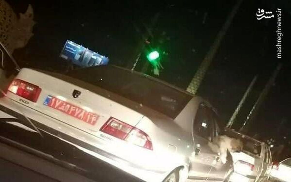 
سگ گردانی دلیل برکناری یک مدیر دولتی+عکس