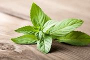 فواید برگ نعنا 