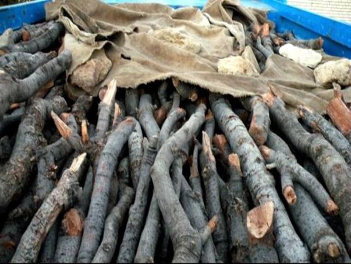 کشف 10 وانت‌بار چوب بلوط و 40 گونی زغال در شهرستان لردگان