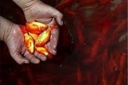 ماهی قرمز را در رودخانه‌ها رها نکنید