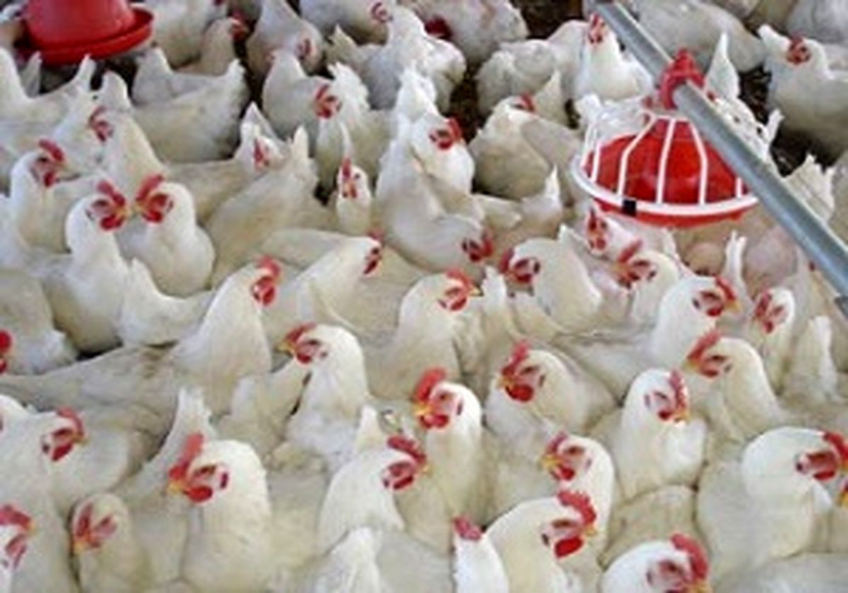 گلایه‌مندی صنعت مرغداری از بانک مرکزی