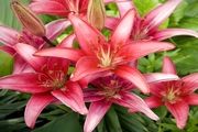 افزایش ۳۰ درصدی قیمت گل در شب یلدا
