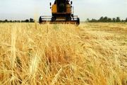 آغاز برداشت جو از مزارع شهرستان جغتای