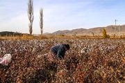 برداشت پنبه را دیده‌اید؟/ گزارش تصویری