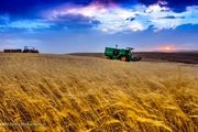 خرید تضمینی گندم به بیش از ۱۰ میلیون و ۳۰۰ هزارتن رسید
