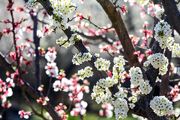 صدای پای بهار /گزارش تصویری