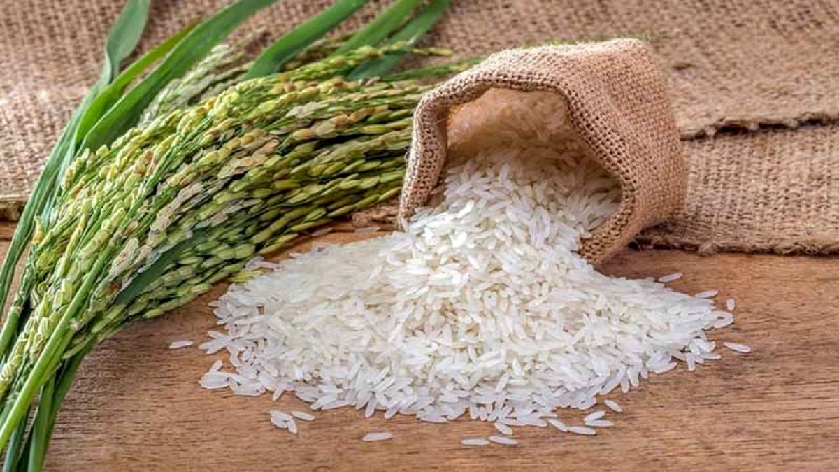 تولید برنج به ۲ میلیون و ۵۰۰ هزارتن می‌رسد
