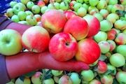 برداشت سیب گلاب در ماهنشان