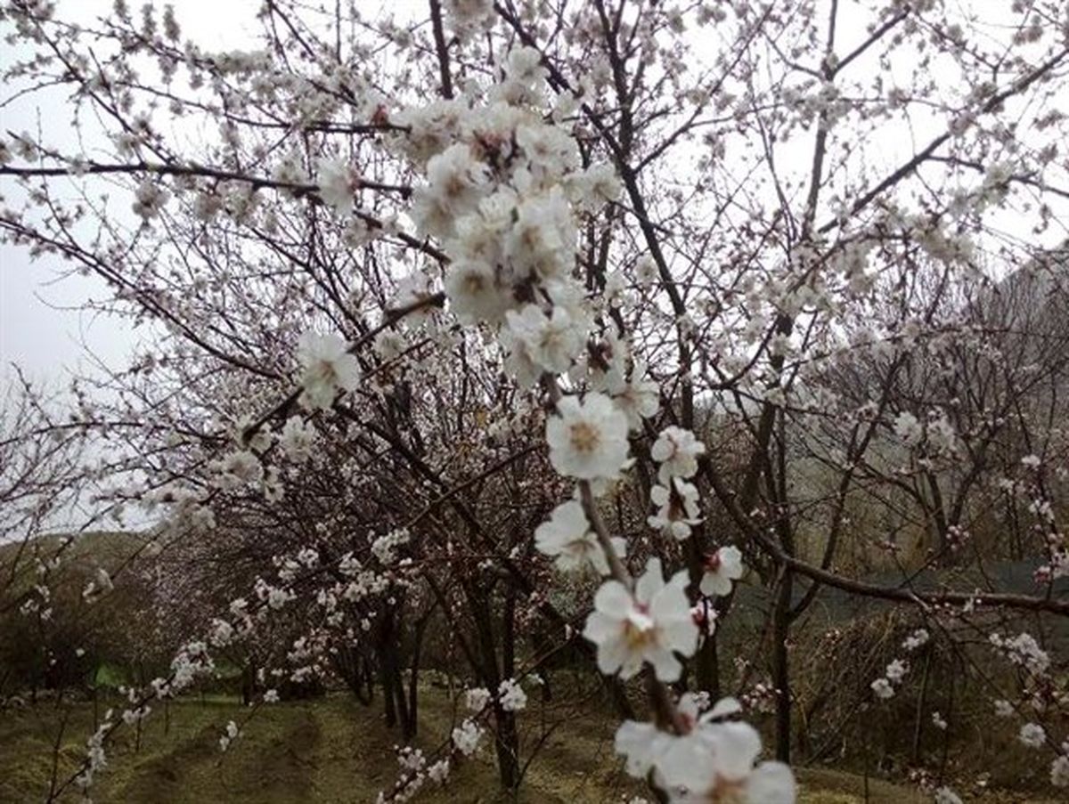 کاهش دمای کنونی استان زنجان خسارت زیادی به باغداران وارد می کند