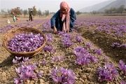 آخرین وضع برداشت زعفران در کشور