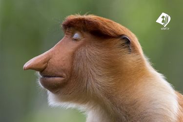 8QflgMvPDEjc