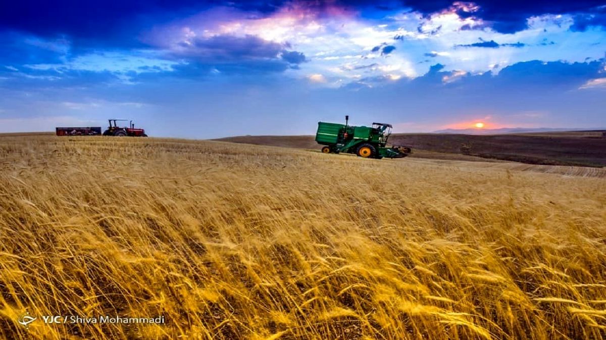 قیمت گندم به زودی اعلام می شود
